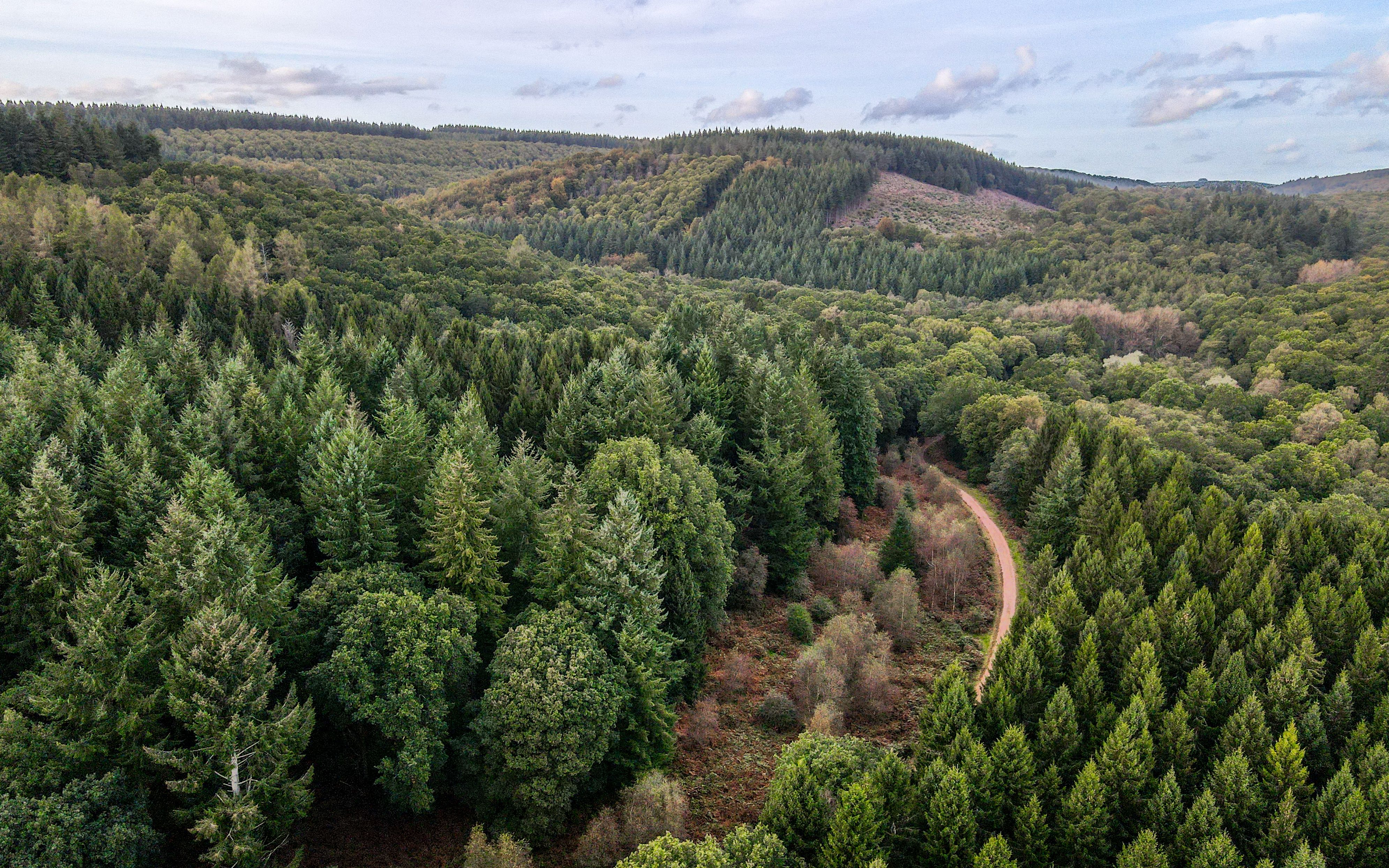 forest-of-dean-visitor-strategy-forestry-england